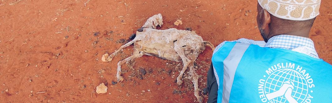 Maryam Jamageedi has Lost Half her Livestock