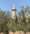 Sponsoring Olive Trees in Masjid Al-Aqsa