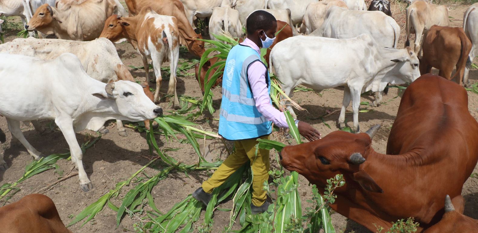 Your Qurbani Journey: Preparing Your Qurbani Animals! | Muslim Hands UK