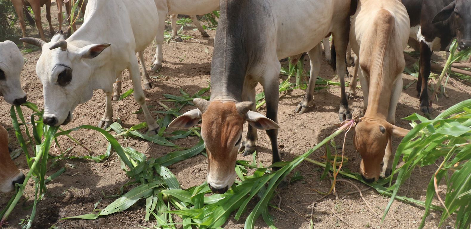 Your Qurbani Journey: Preparing Your Qurbani Animals! | Muslim Hands UK