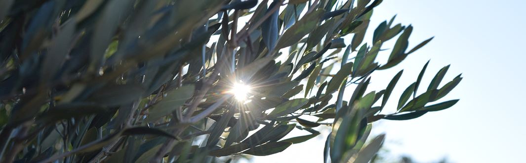 NEWS: You Invested HALF A MILLION POUNDS in Olive Trees in 2021
