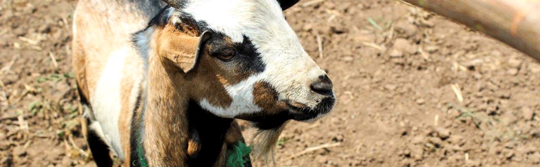 Preparing for Qurbani in Malawi