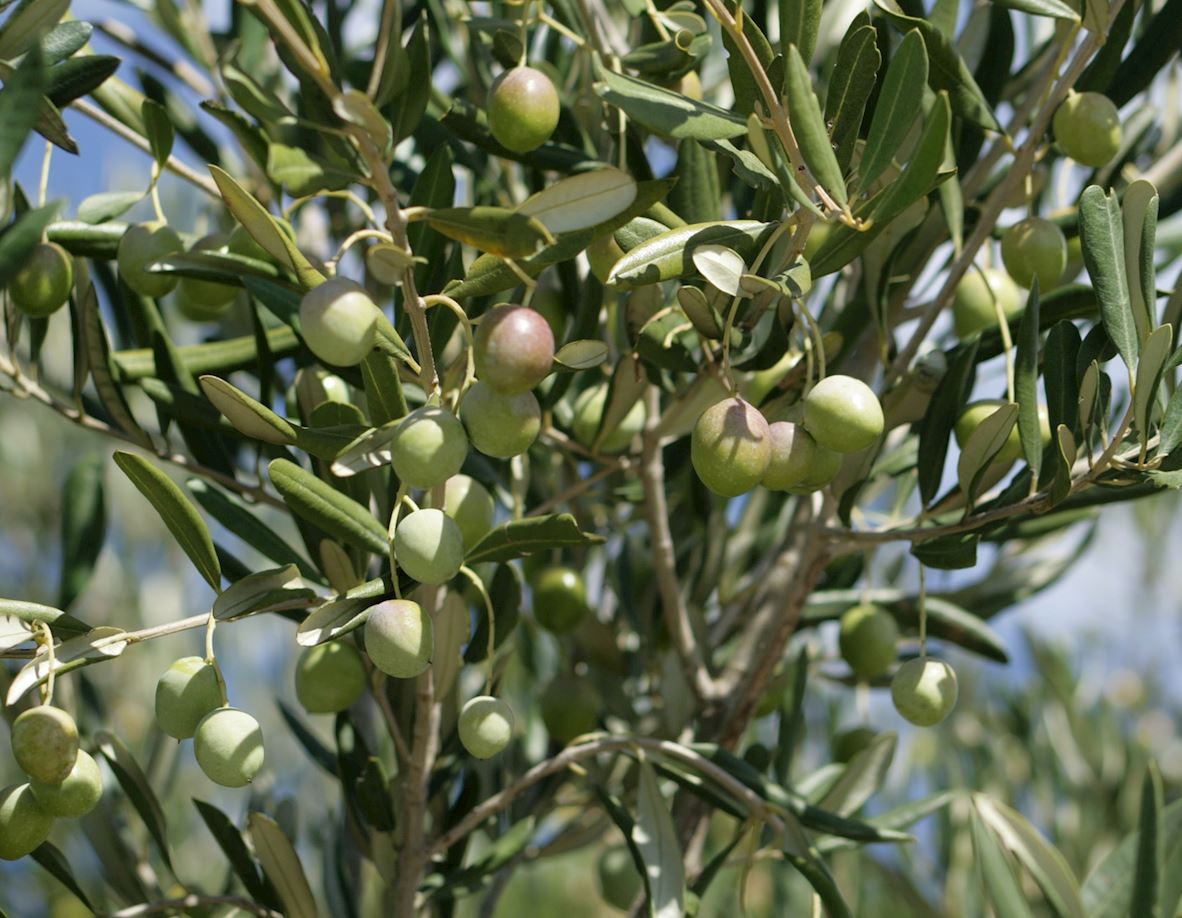 Olive Tree Muslim Hands Uk