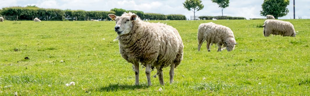 Halal and Tayyib Qurbani: Your Questions Answered