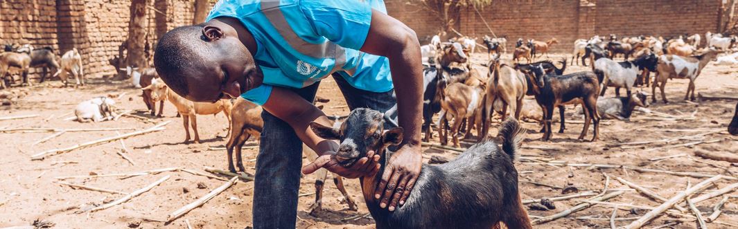 Your Qurbani Journey: 6 Things You Need to Consider | Muslim Hands UK