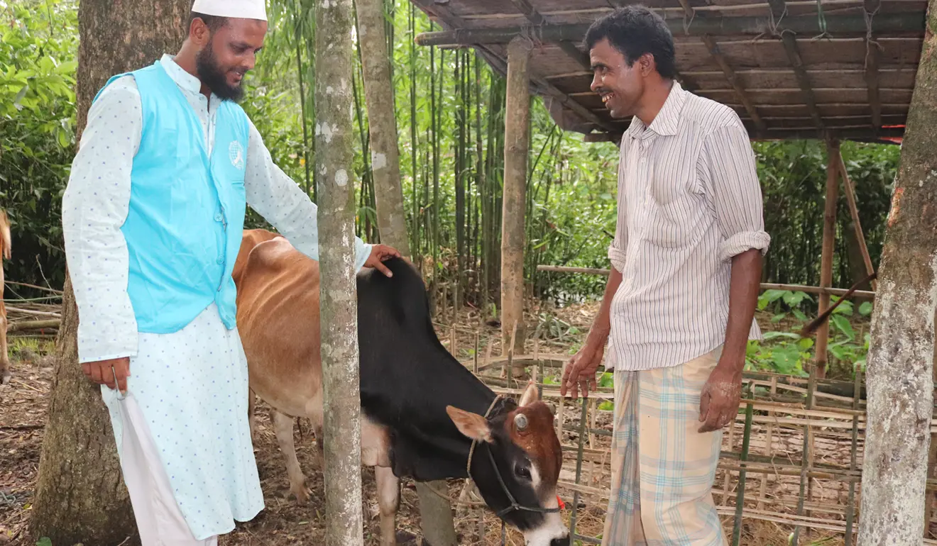 Muslim Hands staff member checks the welfare of a cow