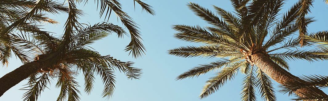 palm treas and blue sky