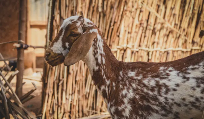 Hadith from Ahmad about how beloved the first ten days of Dhul Hijjah are to Allah