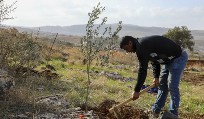 Olive tree being planted in Palestine. 